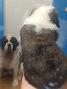 Щенки сенбернара