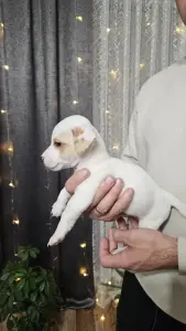 Щенок (мальчик)