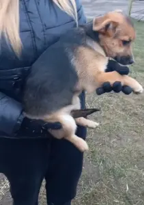 Щенки в поиске домов