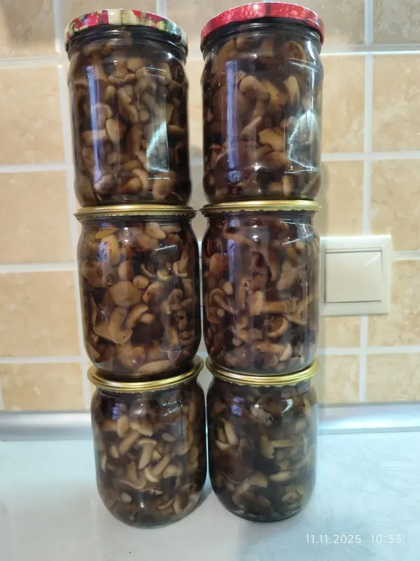 Продукты питания - Грибы в любом виде - Вся Беларусь - Фото 8 Грибы в любом виде - Вся Беларусь - 228712 - Доска объявлений Kupika.by - Фото 8