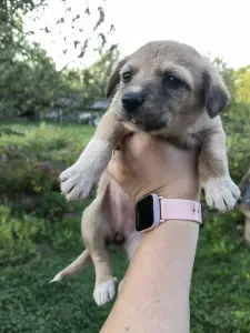 Щенки 3 месяца