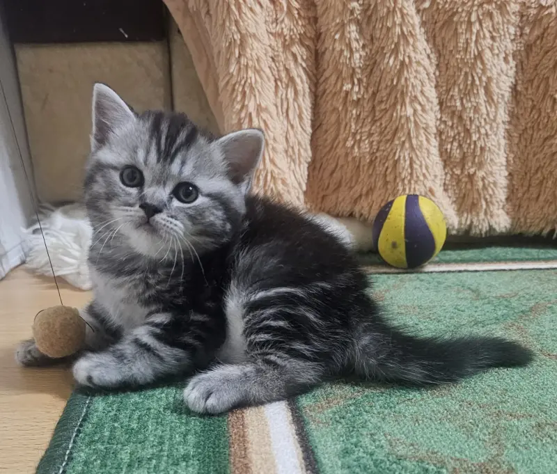 Шотландские котята - Вся Беларусь - 230437 - Доска объявлений Kupika.by - Фото 3