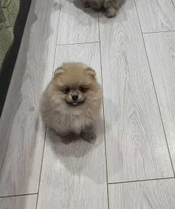 Девочки померанского шпица