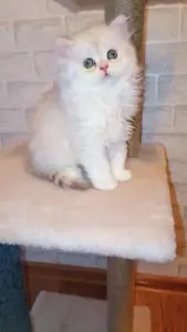 Британская длинношёрстная кошка