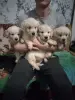 Щенки Золотистого ретривера - Вся Беларусь - 229624 - Доска объявлений Kupika.by