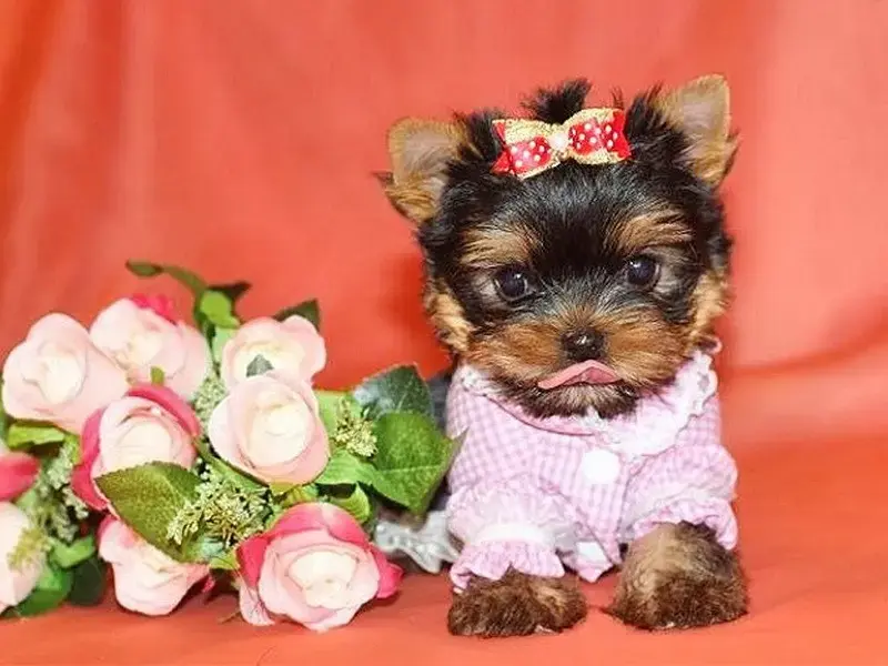 Собаки - ЙОРКШИРСКИЙ ТЕРЬЕР - Вся Беларусь - Фото 2 ЙОРКШИРСКИЙ ТЕРЬЕР - Вся Беларусь - 230302 - Доска объявлений Kupika.by - Фото 2