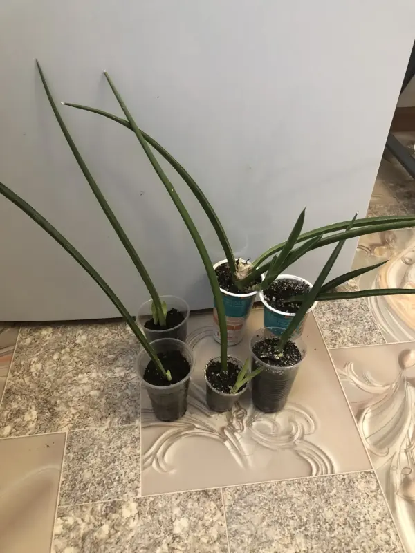 Комнатные растения - Сансевиерия - Вся Беларусь - Фото 5 Сансевиерия - Вся Беларусь - 229803 - Доска объявлений Kupika.by - Фото 5