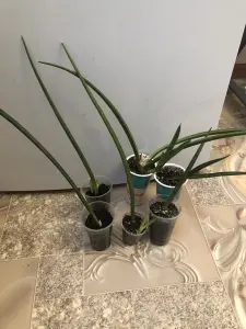 Сансевиерия