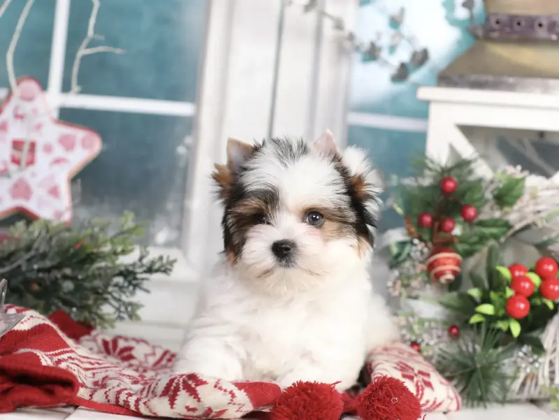 Бивер Йорк девочка - Вся Беларусь - 230868 - Доска объявлений Kupika.by - Фото 2