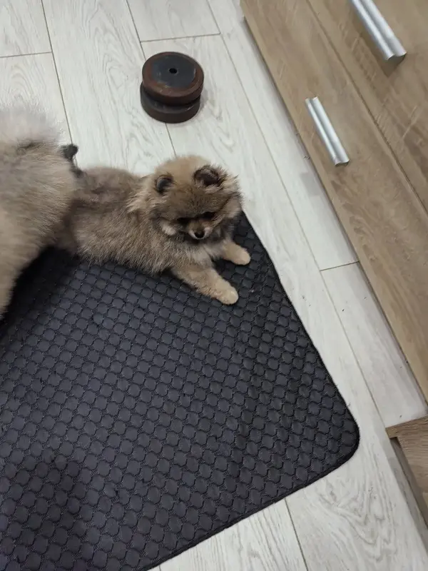 Девочка померанского шпица - Вся Беларусь - 229871 - Доска объявлений Kupika.by - Фото 3