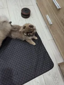 Девочка померанского шпица