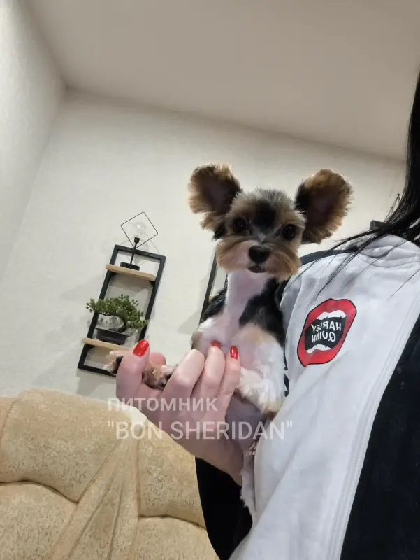 Мини девочка