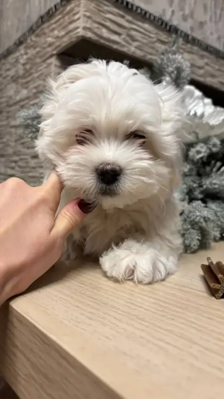 Щенки мальтийской болонки 1 девочка 3 мальчика