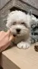 Щенки мальтийской болонки 1 девочка 3 мальчика