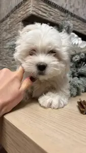 Щенки мальтийской болонки 1 девочка 3 мальчика