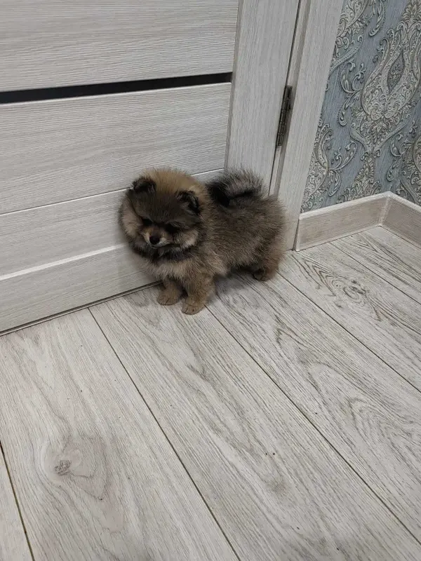 Девочка померанского шпица