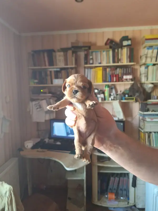 Собаки - Кавалер кинг чарльз спаниель (девочка) - Вся Беларусь - Фото 4 Кавалер кинг чарльз спаниель (девочка) - Вся Беларусь - 229694 - Доска объявлений Kupika.by - Фото 4