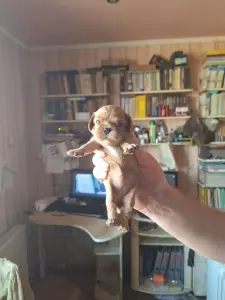 Кавалер кинг чарльз спаниель (девочка)