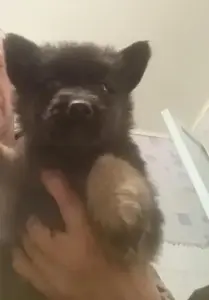 Щенки немецкой овчарки.