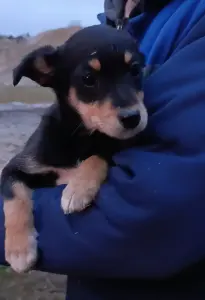 Щенкам срочно нужны дома