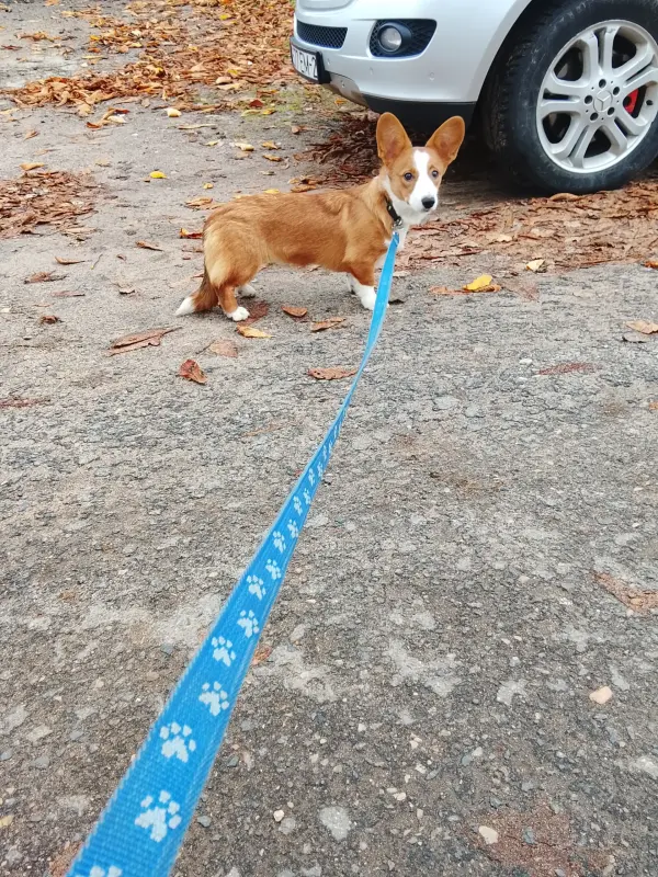 Девочка корги кардиган