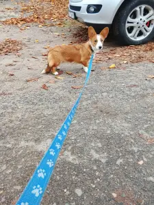 Девочка корги кардиган