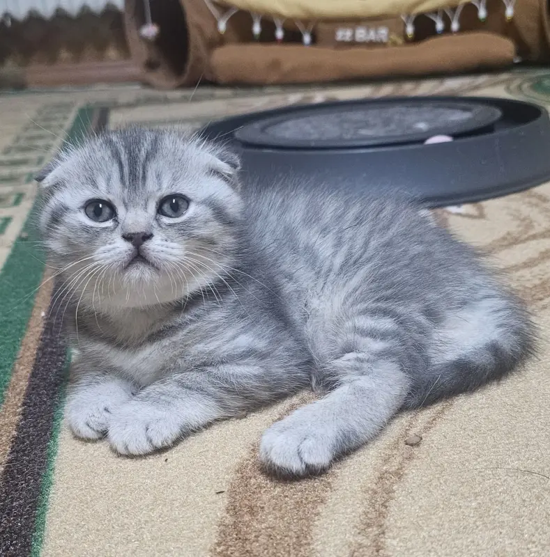 Шотландские котята - Вся Беларусь - 230437 - Доска объявлений Kupika.by - Фото 6