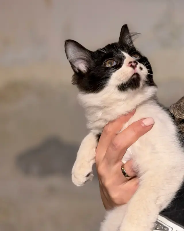 Кошки - Чеба (мальчик, 3,5 месяца) ищет дом - Вся Беларусь - Фото 3 Чеба (мальчик, 3,5 месяца) ищет дом - Вся Беларусь - 230648 - Доска объявлений Kupika.by - Фото 3