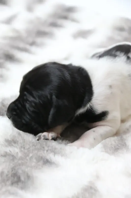 Собаки - Щенки Английского пойнтера - Вся Беларусь - Фото 9 Щенки Английского пойнтера - Вся Беларусь - 230326 - Доска объявлений Kupika.by - Фото 9