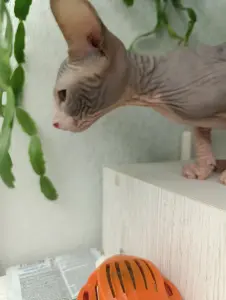 Донской сфинкс