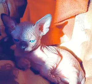 Канадский сфинкс бамбиноЛонг