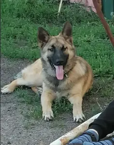 Щенки немецкой овчарки.