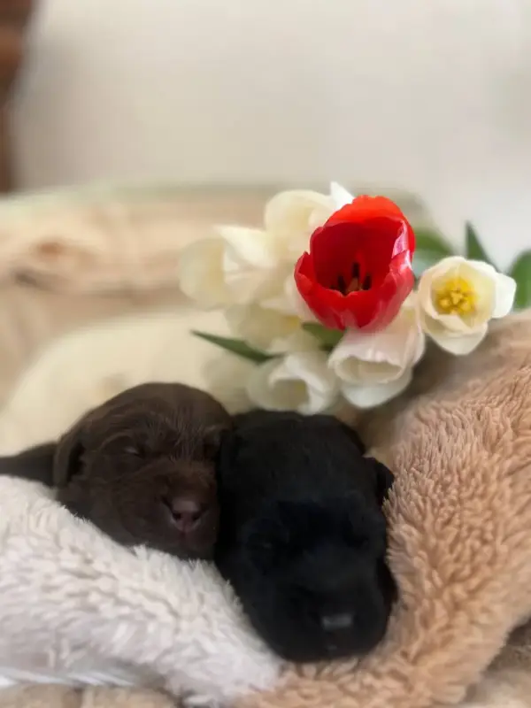 Щенки лабрадора