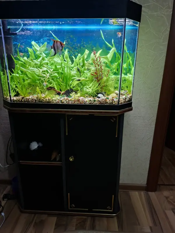 Аквариум - Вся Беларусь - 230505 - Доска объявлений Kupika.by - Фото 4