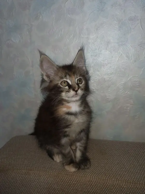 Кошки - Котята мейн-кун - Вся Беларусь - Фото 8 Котята мейн-кун - Вся Беларусь - 229671 - Доска объявлений Kupika.by - Фото 8