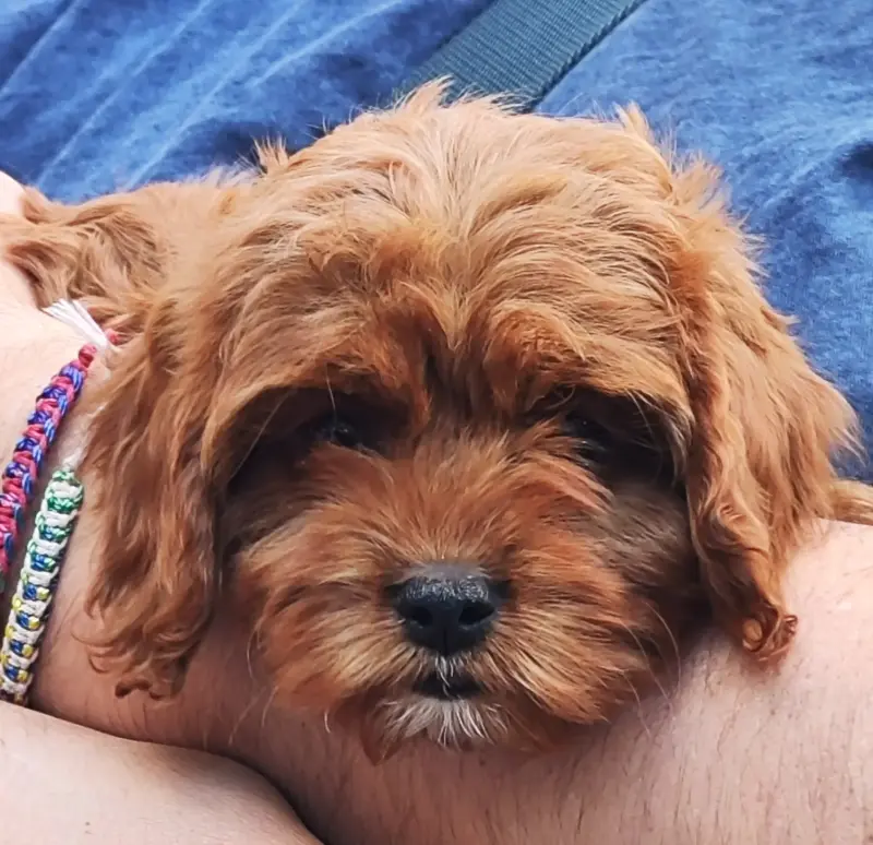 Мальтипу мальчик. Цена в рублях.