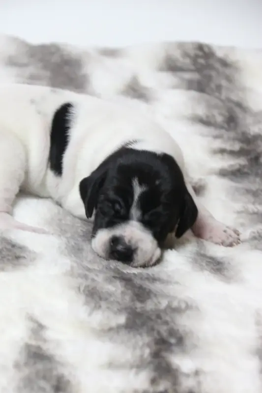 Собаки - Щенки Английского пойнтера - Вся Беларусь - Фото 7 Щенки Английского пойнтера - Вся Беларусь - 230326 - Доска объявлений Kupika.by - Фото 7