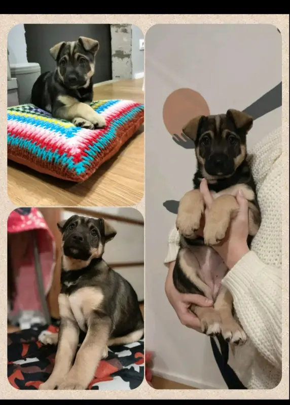 Щенок даром