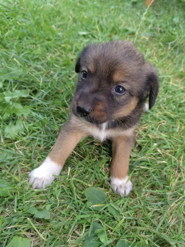 Щенки 3 месяца