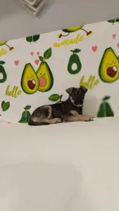 Щенок девочка