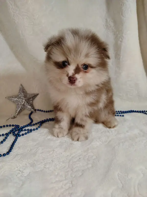 Померанский шпиц окраса мерле с Новогодней скидкой! - Вся Беларусь - 231375 - Доска объявлений Kupika.by - Фото 4