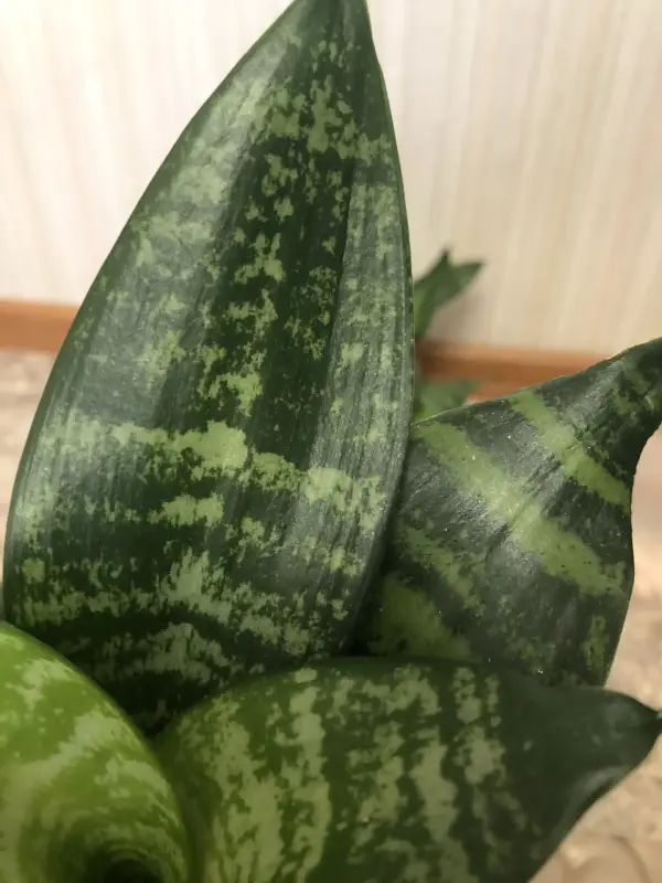 Комнатные растения - Сансевиерия Ханни Малахит - Вся Беларусь - Фото 2 Сансевиерия Ханни Малахит - Вся Беларусь - 229644 - Доска объявлений Kupika.by - Фото 2