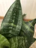 Комнатные растения - Сансевиерия Ханни Малахит - Вся Беларусь - Фото 2 Сансевиерия Ханни Малахит - Вся Беларусь - 229644 - Доска объявлений Kupika.by - Фото 2