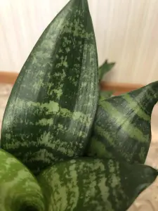 Сансевиерия Ханни Малахит