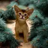 Кошки - Абиссинский котёнок девочка - Вся Беларусь - Фото 2 Абиссинский котёнок девочка - Вся Беларусь - 230014 - Доска объявлений Kupika.by - Фото 2