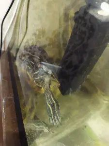 Аквариум 50л и черепаха бесплатно