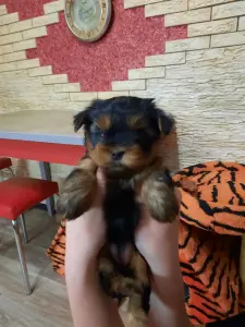 Девочка Мини-йорк