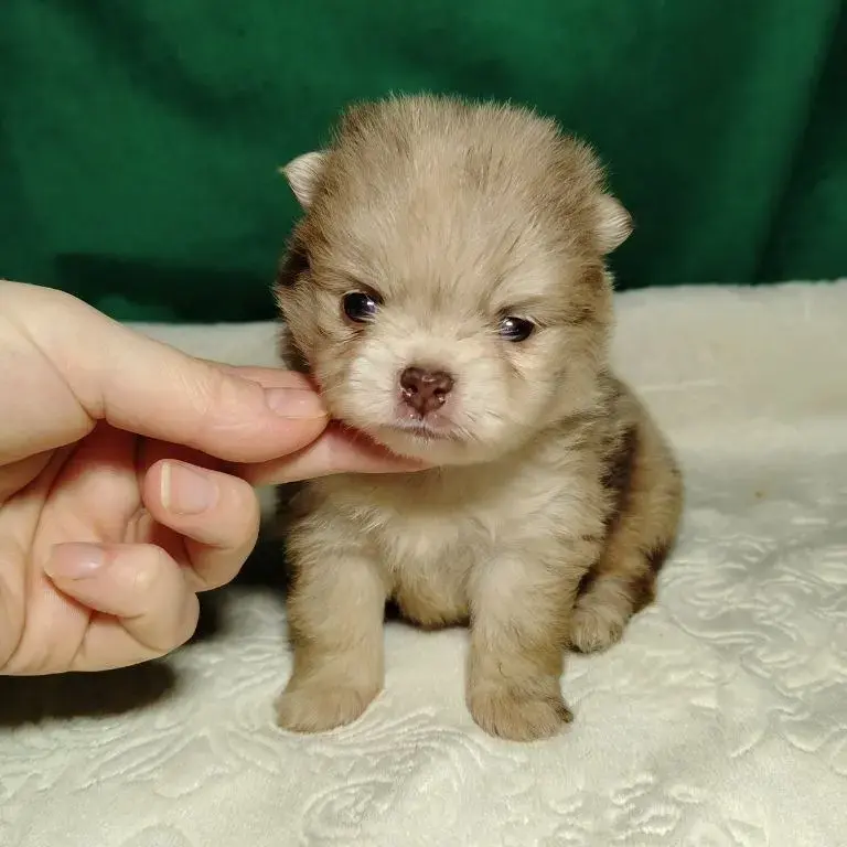 Собаки - Потрясающие щенки померанского шпица: магия окраса мерле! - Вся Беларусь - Фото 4 Потрясающие щенки померанского шпица: магия окраса мерле! - Вся Беларусь - 230368 - Доска объявлений Kupika.by - Фото 4
