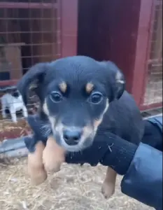 Щенки в поиске домов
