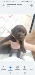 щенки шоколадного лабродора